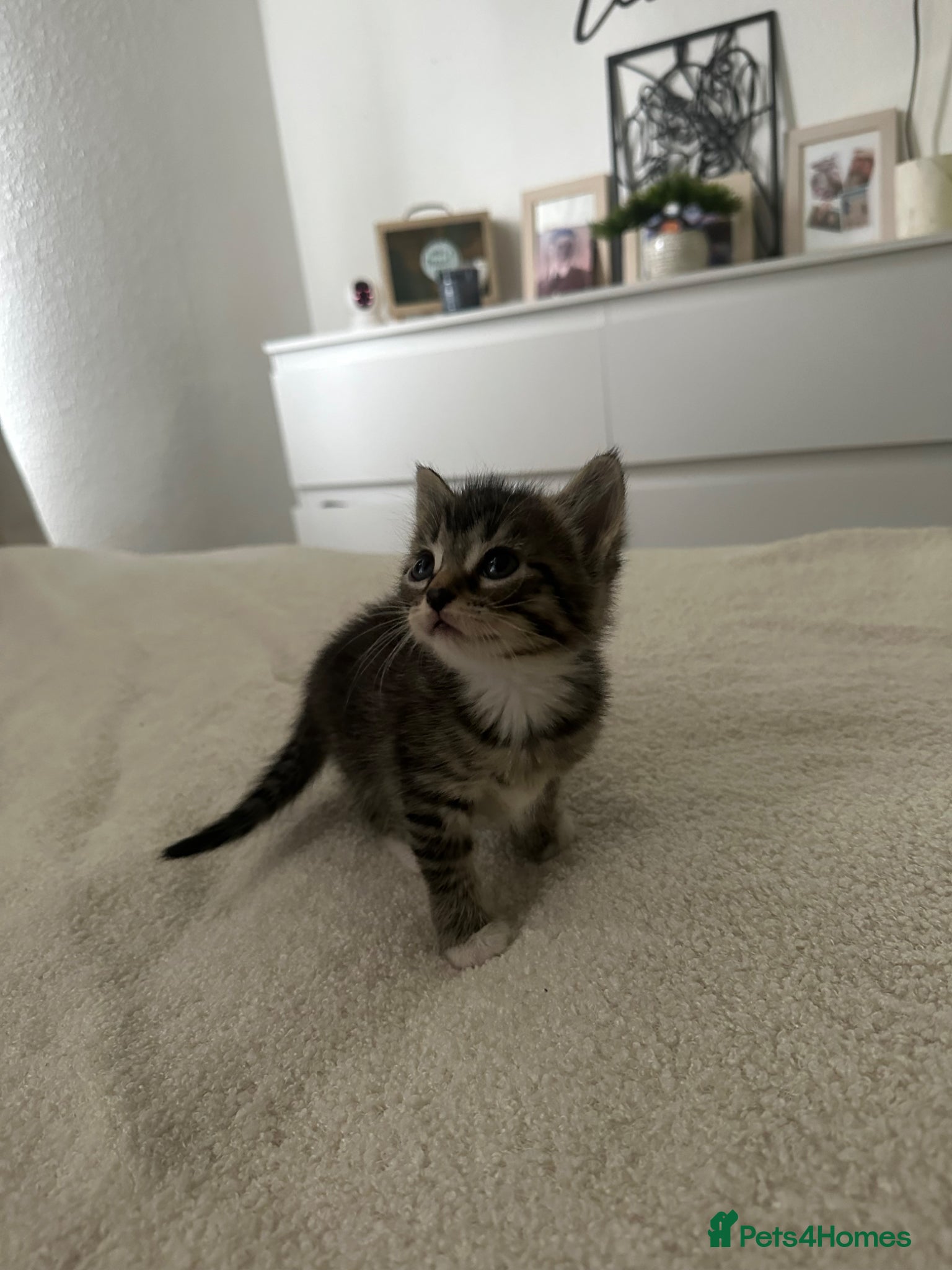 Mixed Breed cats Kittens for sale  - Advert 1