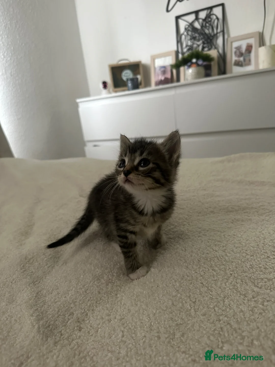 Mixed Breed cats for sale: Kittens for sale  - Advert 1