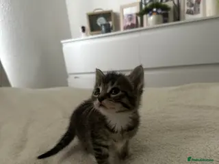Mixed Breed cats Kittens for sale - Advert 1