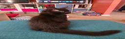 British Shorthair cats for sale: 2 Lovely Black Kittens - Advert 5