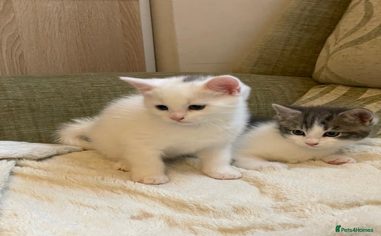 Khao Manee cats - Advert 1