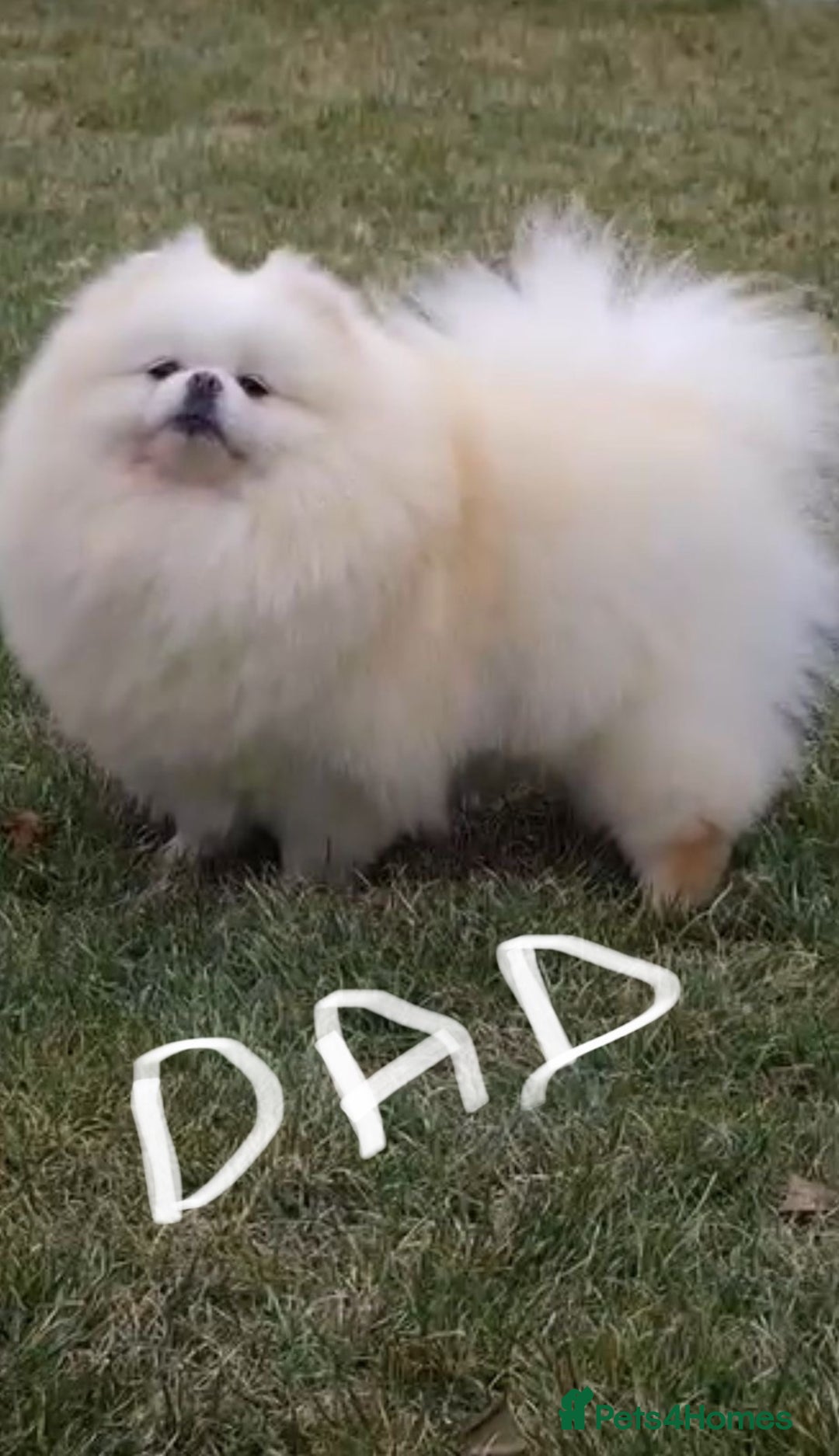 Pomeranian dogs for sale: Teddy face pomeranian girl  - Image 3
