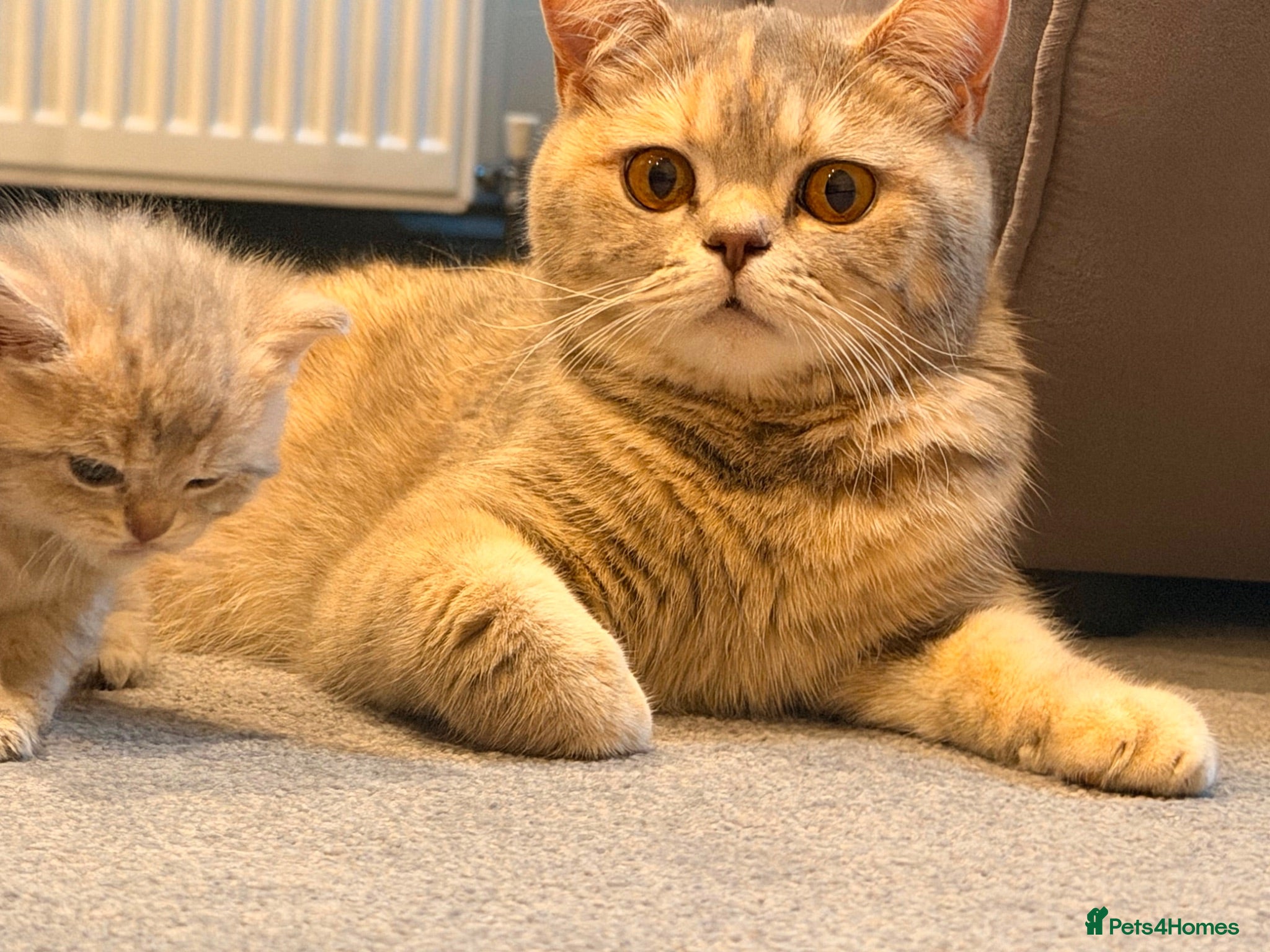 British Shorthair cats British short hair kittens - Advert 2