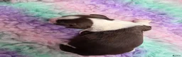 English Springer Spaniel dogs for sale: ⭐️ KC Home Reared Tested Springer Pups ⭐️ - Advert 29