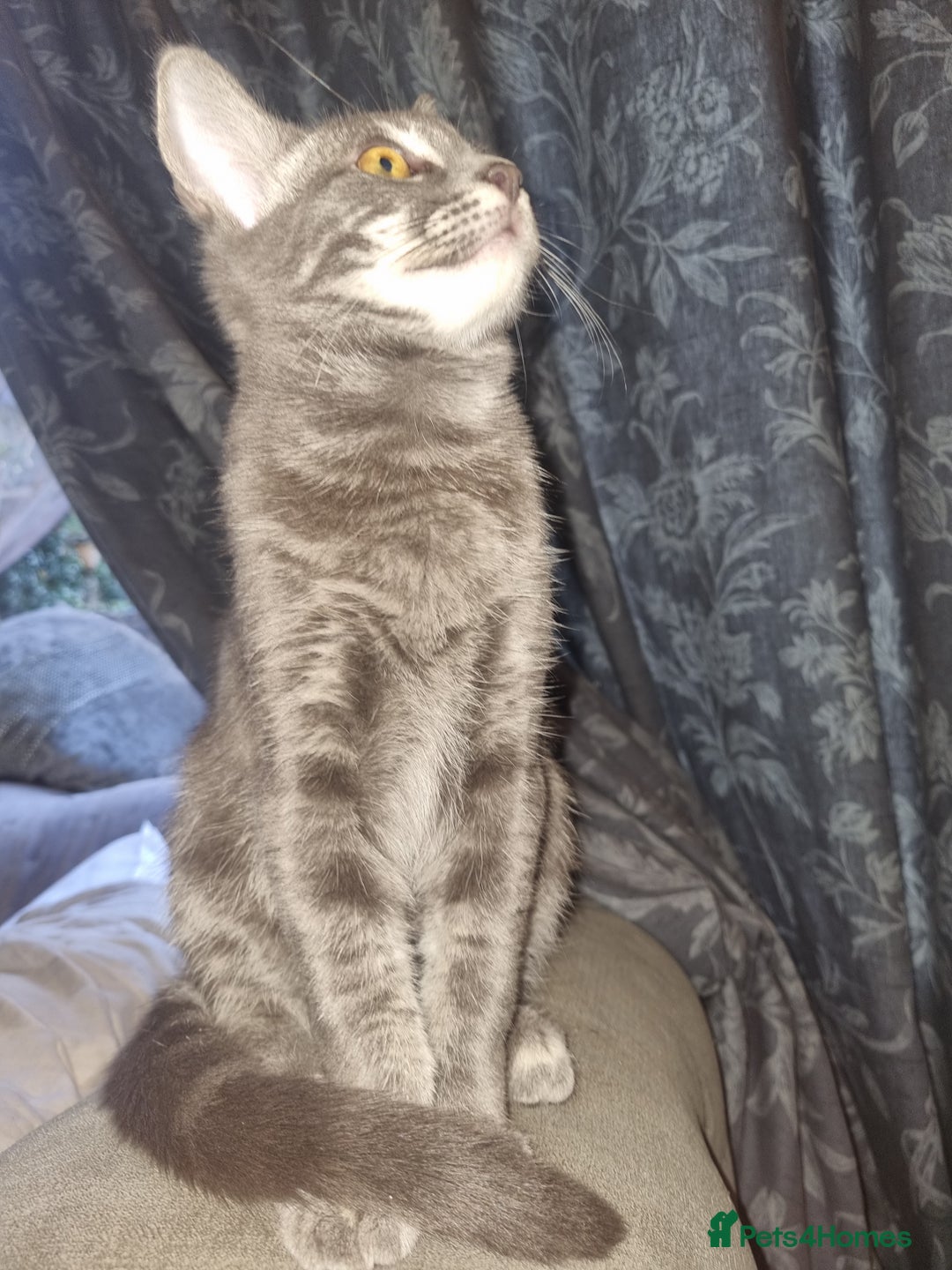 Mixed Breed cats for sale: mix Bengal and Norweign Forrest Kittens - Advert 6