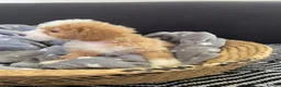Maltipoo dogs for sale: Beautiful Maltipoochons puppies ready to leave - Advert 7