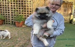 Keeshond dogs for sale: 3 Beautiful Male Keeshond Pups - Image 2