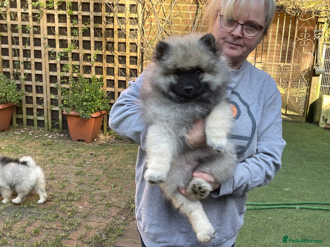 Keeshond dogs for sale: 3 Beautiful Male Keeshond Pups - Image 2