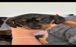 Dachshund dogs for sale: Dachshunds pups for sale - Advert 5