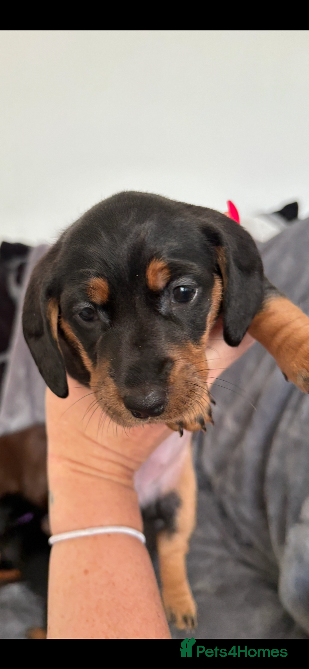 Dachshund dogs for sale: Dachshunds pups for sale - Advert 5