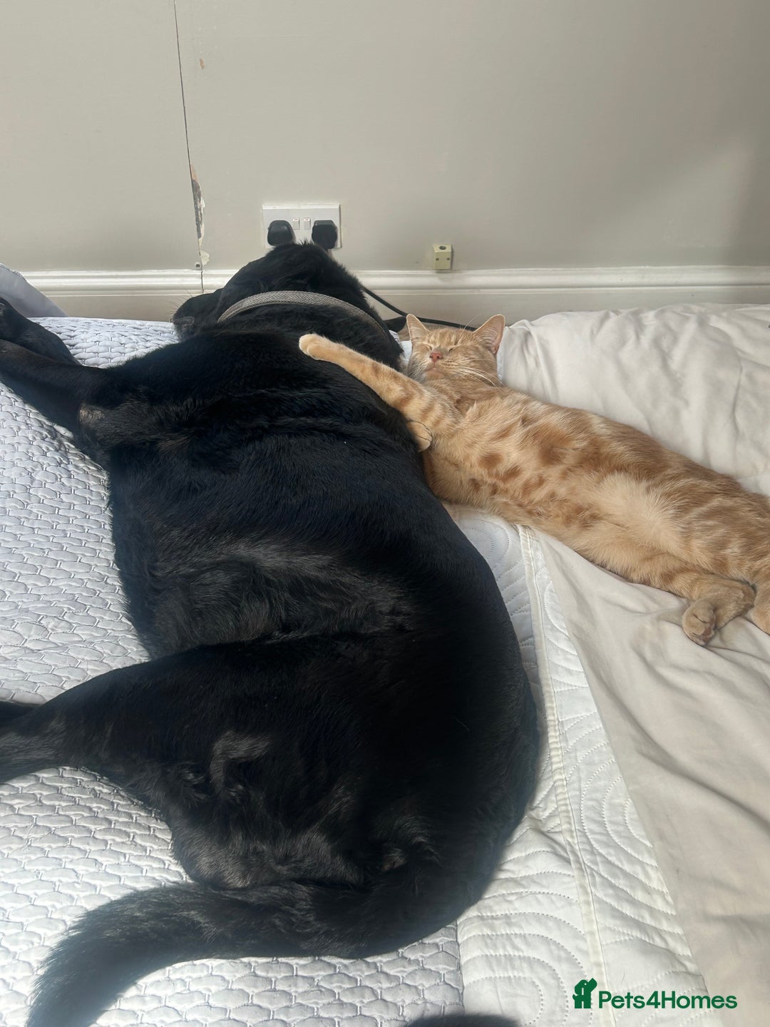 Mixed Breed cats for sale: Oliver (Olly) - Male Ginger Cat - Advert 3