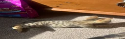 Bengal cats for sale: Stunning Bengal Kittens Only 1 left - Advert 10