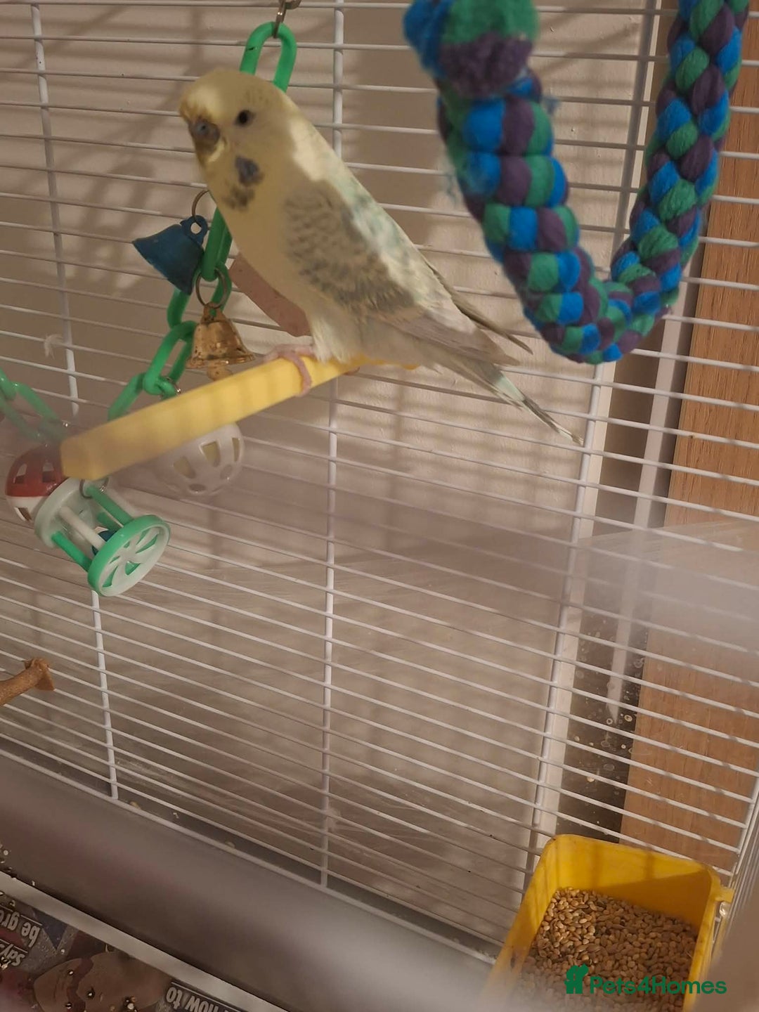 Budgerigars birds for sale: Male budgie with cage and stand  - Advert 7