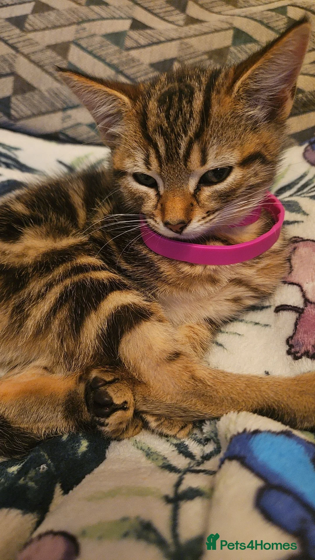 Mixed Breed cats for sale: Female kitten in Cleethorpes - Advert 6