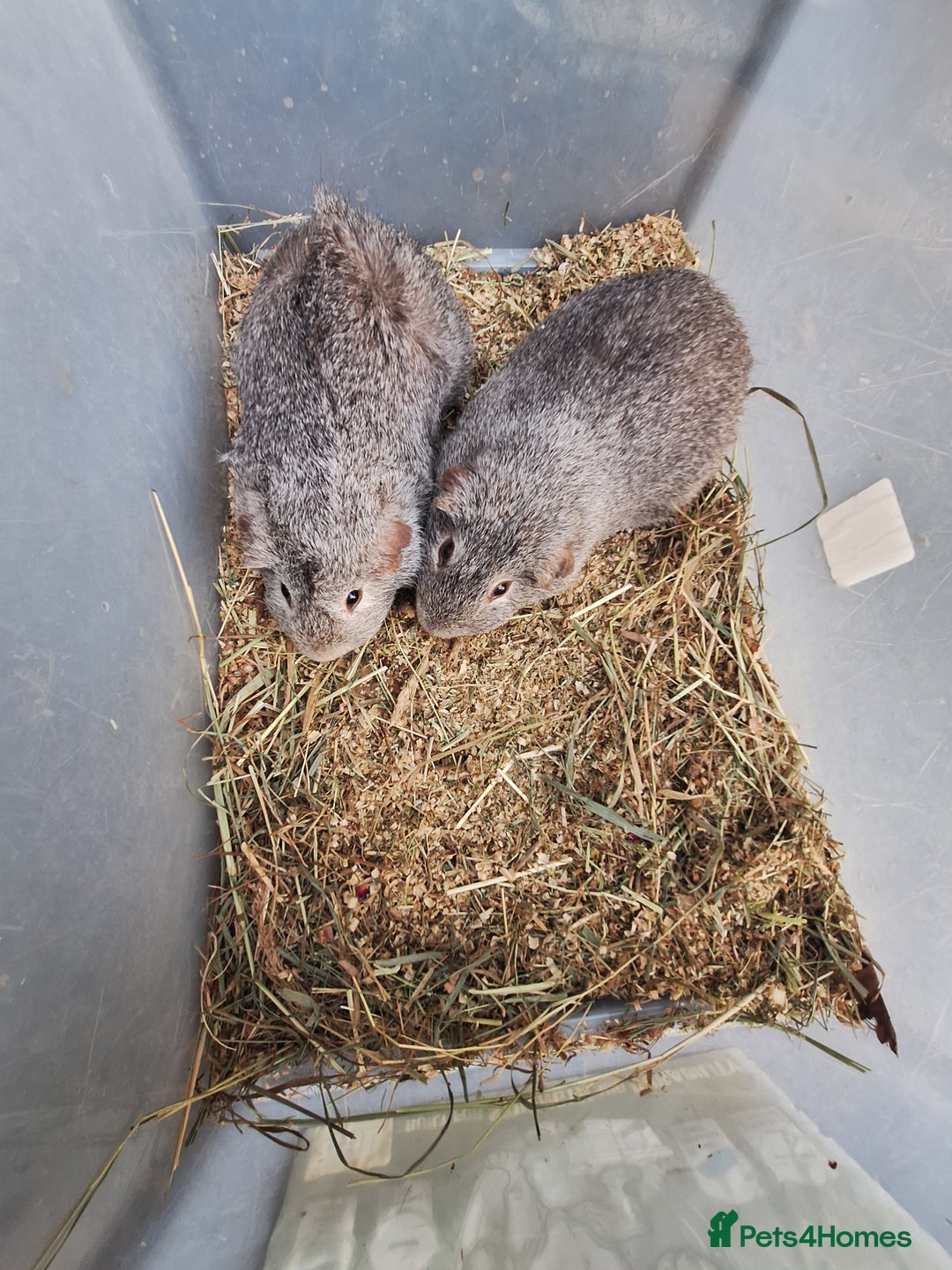 Guinea Pig rodents for sale: 2  adult male guinea pigs for sale £40 pair - Advert 5