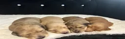 Dachshund dogs for sale: Long hair dachshund  in Bradford - Advert 2