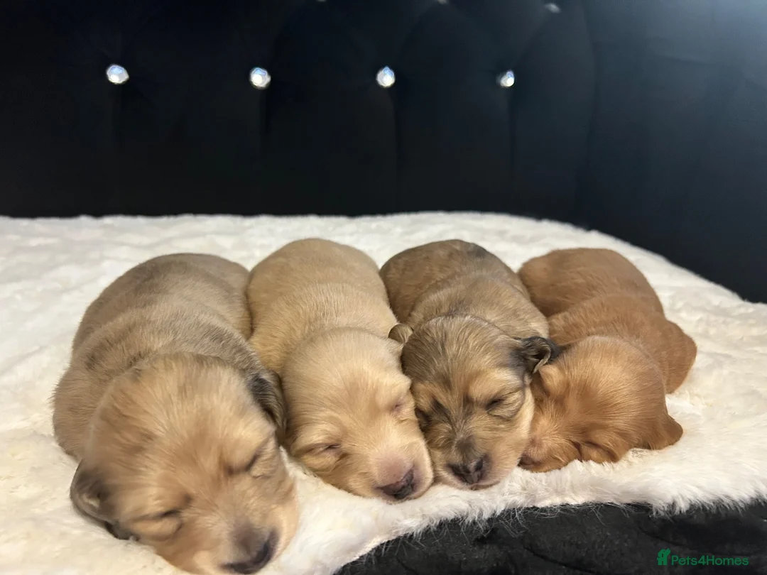 Dachshund dogs for sale: Long hair dachshund  in Bradford - Advert 2