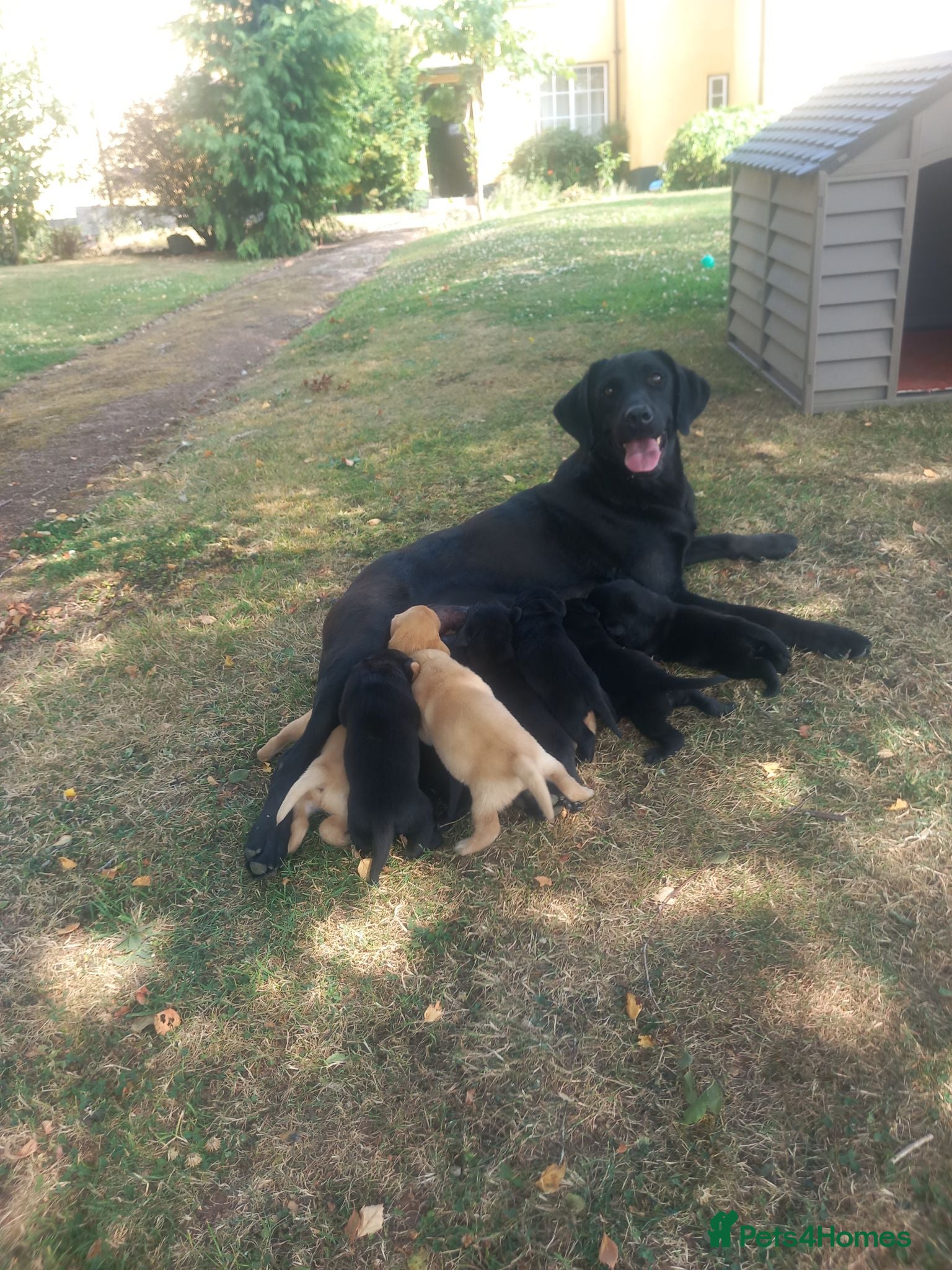 Labrador Retriever dogs Gorgeous KC registered puppies.  - Advert 10