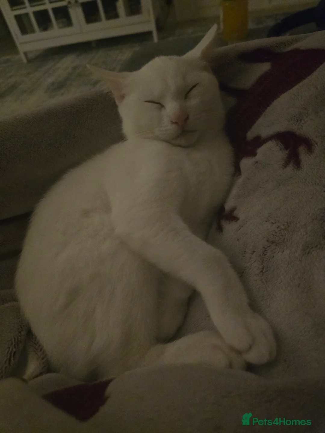 Domestic Shorthair cats for sale: Deaf white kitten - Advert 6