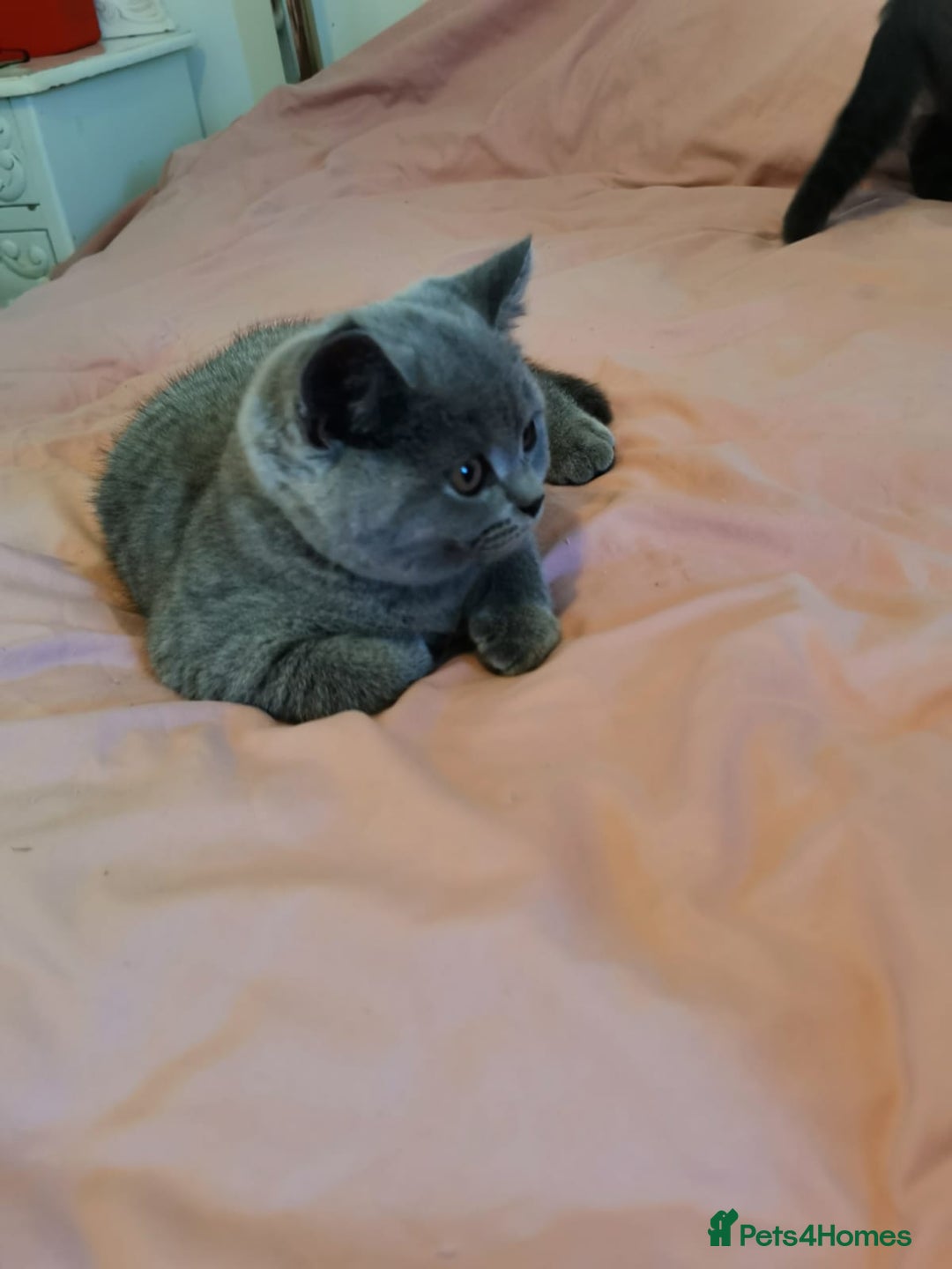 British Shorthair cats for sale: REDUCED LAST 4 REMAINING! TICA BRITISH SHORTHAIRS - Image 25