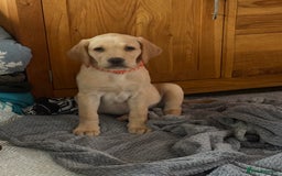 Labrador Retriever dogs for sale: Last KC registered girl - Image 4