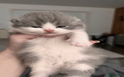 British Shorthair cats for sale: BSH BICOLOR KITTENS FROM 🏆CHAMPIONS LINE🏆 - Image 6