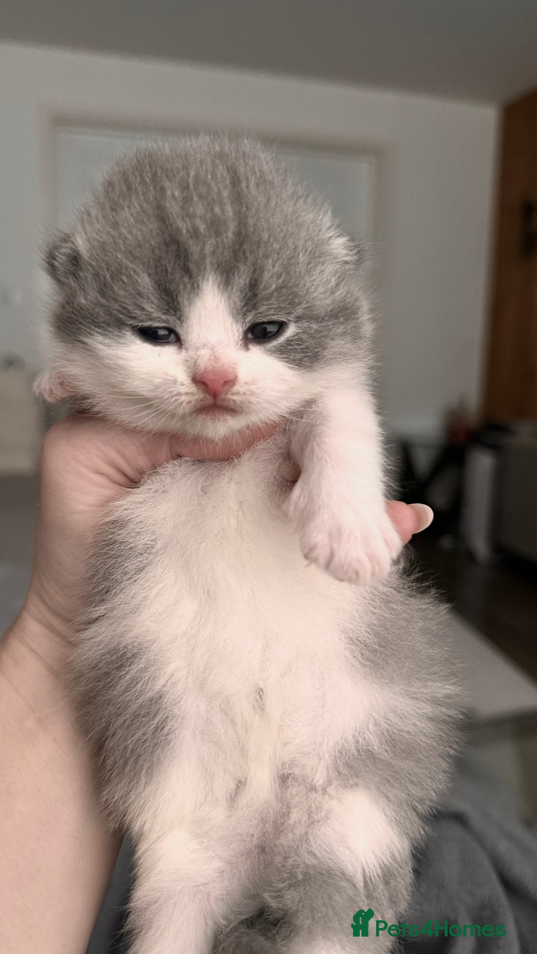 British Shorthair cats for sale: BSH BICOLOR KITTENS FROM 🏆CHAMPIONS LINE🏆 - Image 6