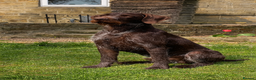 German Wirehaired Pointer dogs for sale: Quality KC Reg German Wirehaired Pointer Pups - Advert 4