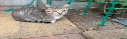 British Shorthair cats for sale: 5 cute British shorthair breed kittens  in Ilford - Advert 2