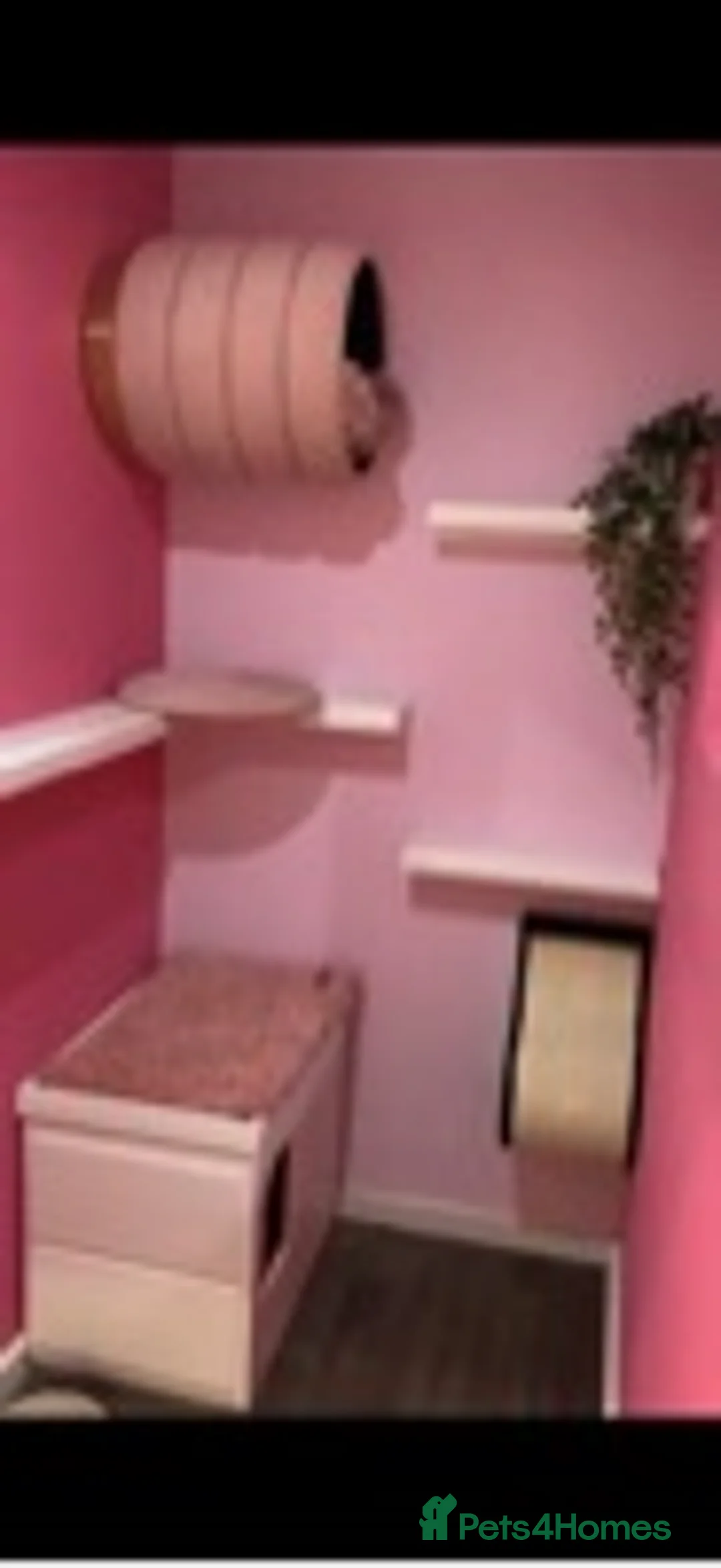 Ragdoll cats for stud: several studs available 100% proven in Brighouse - Advert 6