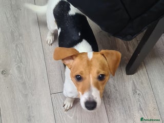 Jack Russell dogs for sale: Beautiful Jack russell puppies - Advert 1