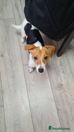 Jack Russell dogs Beautiful Jack russell puppies - Advert 1