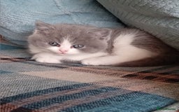 British Shorthair cats for sale: Gorgeous British short-hair kittens  - Image 3