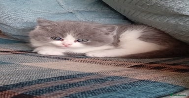 British Shorthair cats - Advert 14