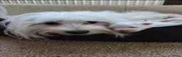 Maltese dogs for sale: Maltese puppies - Advert 38