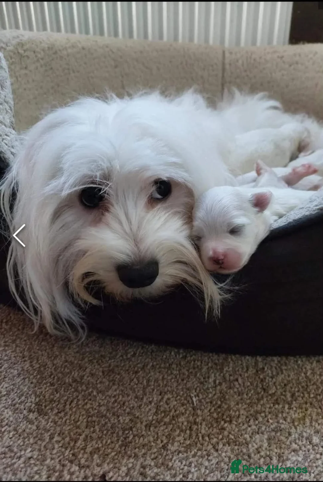 Maltese dogs for sale: Maltese puppies - Advert 38