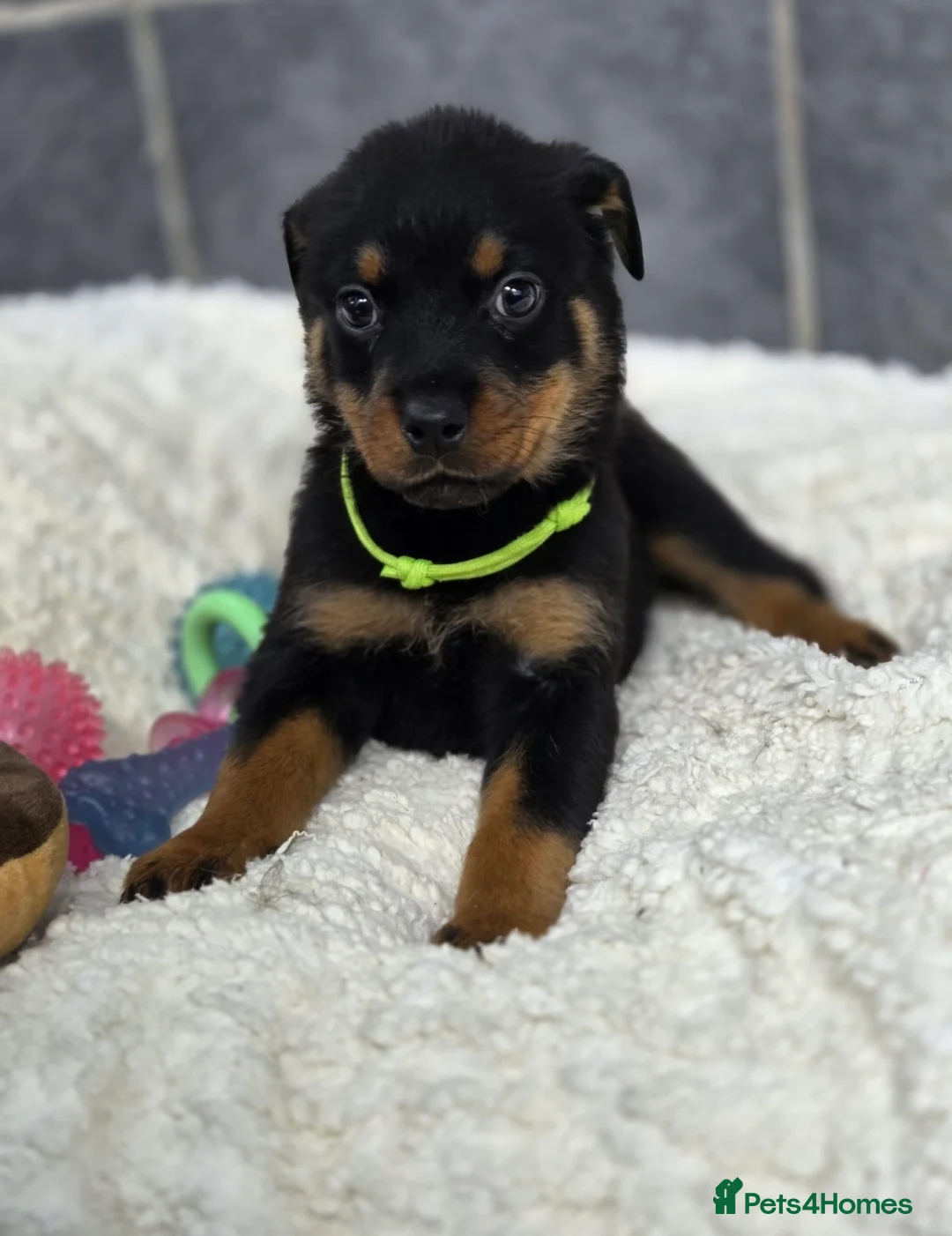 Rottweiler dogs for sale: Stunning Rottweiler pups - Advert 6