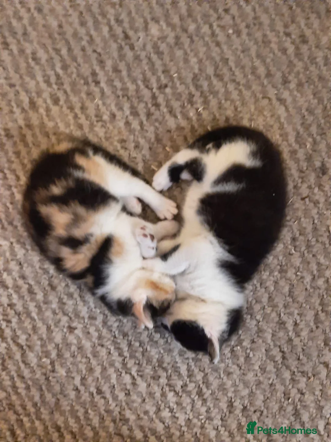 British Shorthair cats for sale: Two kittens for sale 1 male 1 female  - Advert 1