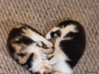 British Shorthair cats Two kittens for sale 1 male 1 female - Advert 1