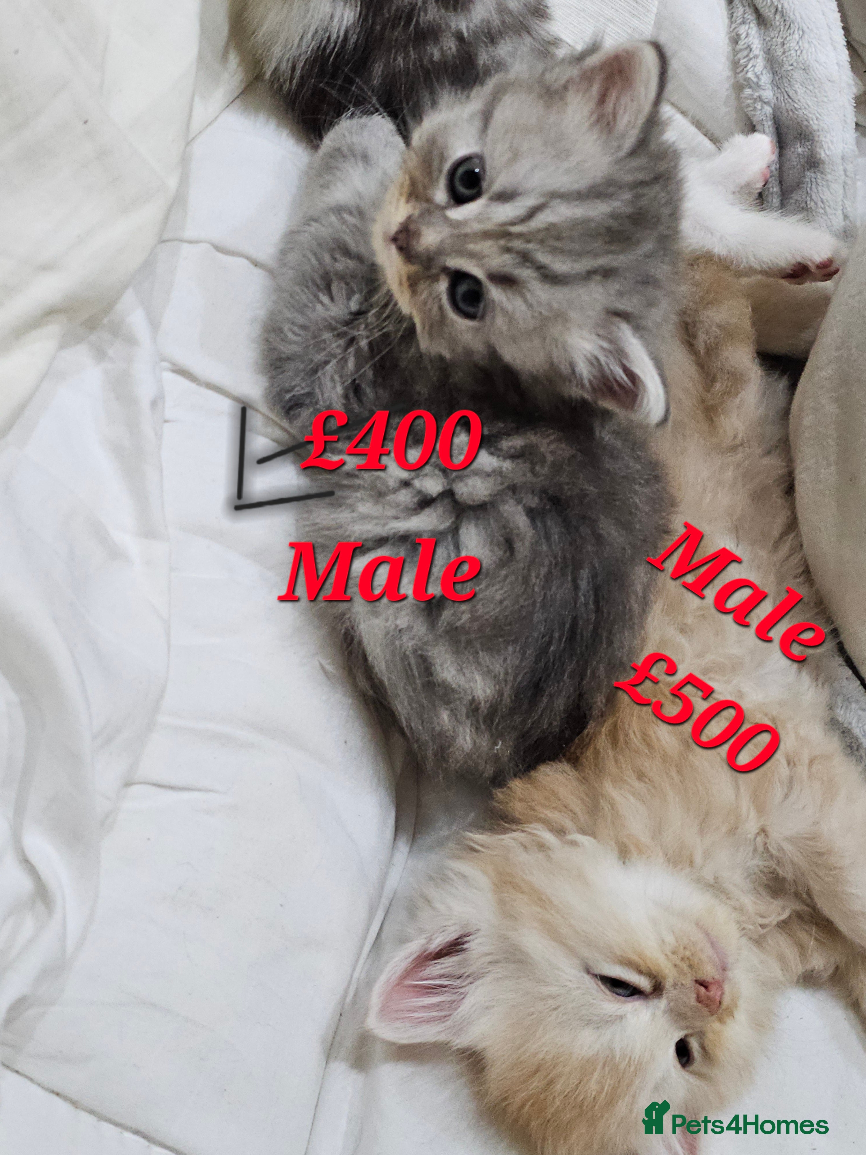 Mixed Breed cats 2 different litters, tiny kittens  - Advert 2