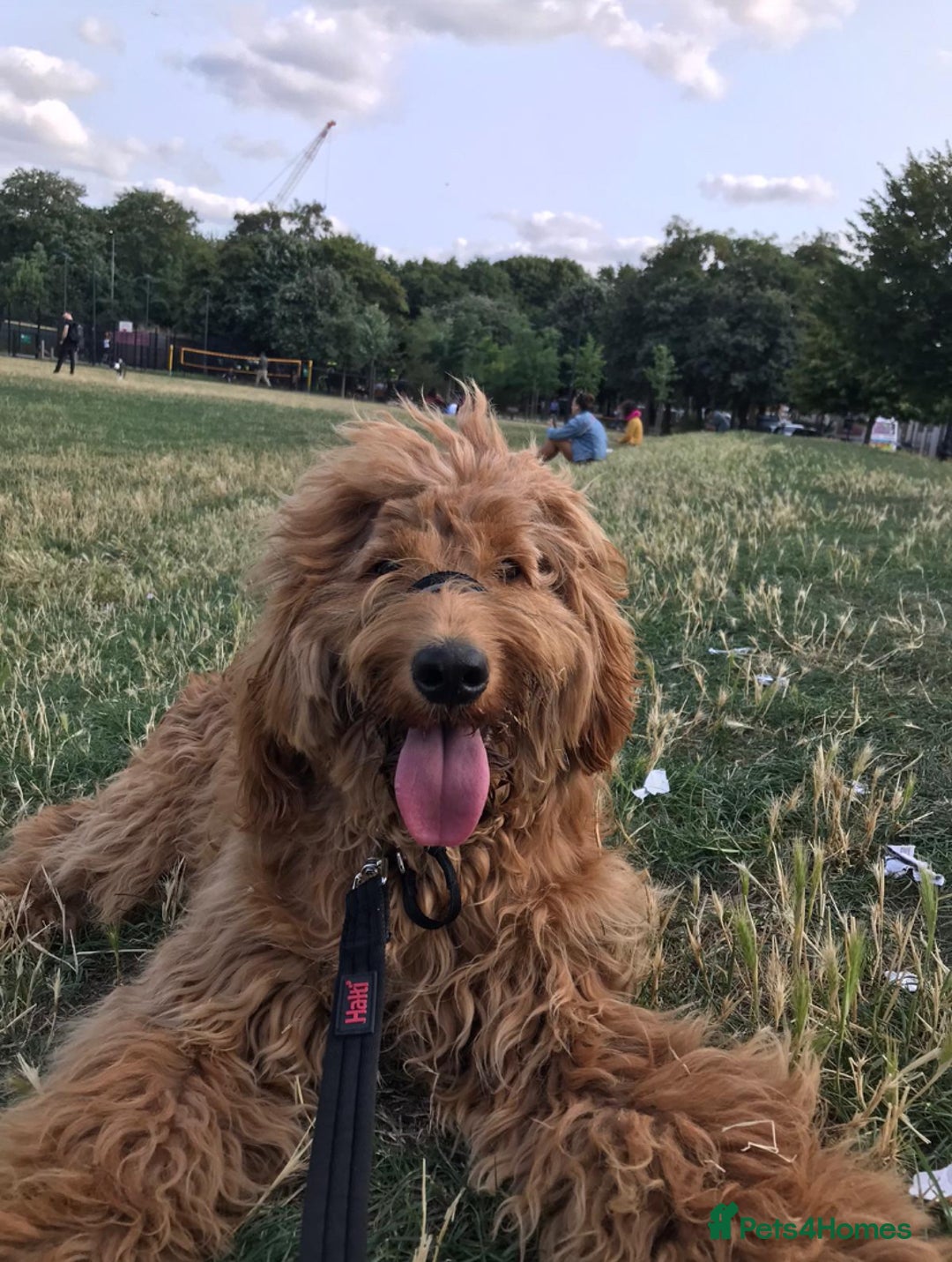 Cockapoo dogs for sale: Meet Zara – Your New Best Friend  - Image 5
