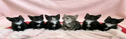 European cats for sale: Lovely kittens not black all tabby  - Advert 3