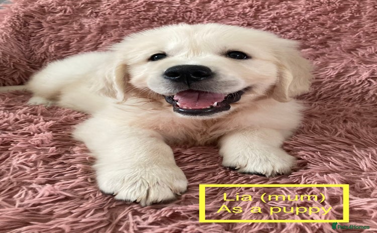Golden Retriever dogs - Advert 8