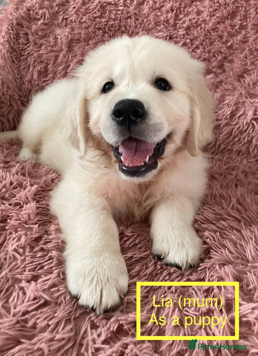 Golden Retriever dogs for sale: KC-Reg Golden Puppies @ Sunaraelia - Due 23/10/25 - Image 1