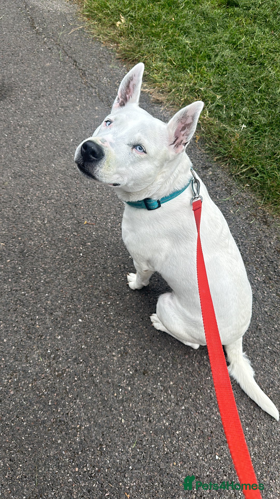 Mixed Breed dogs for sale: Re homing of our beloved dog - Image 2