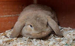 Mini Lop rabbits for sale: Gorgeous mini lops ready now! - Advert 12