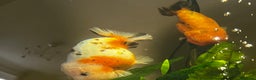 Fancy Goldfish fish for sale: Two lovely little male Ranchu fancy goldfish - Advert 10