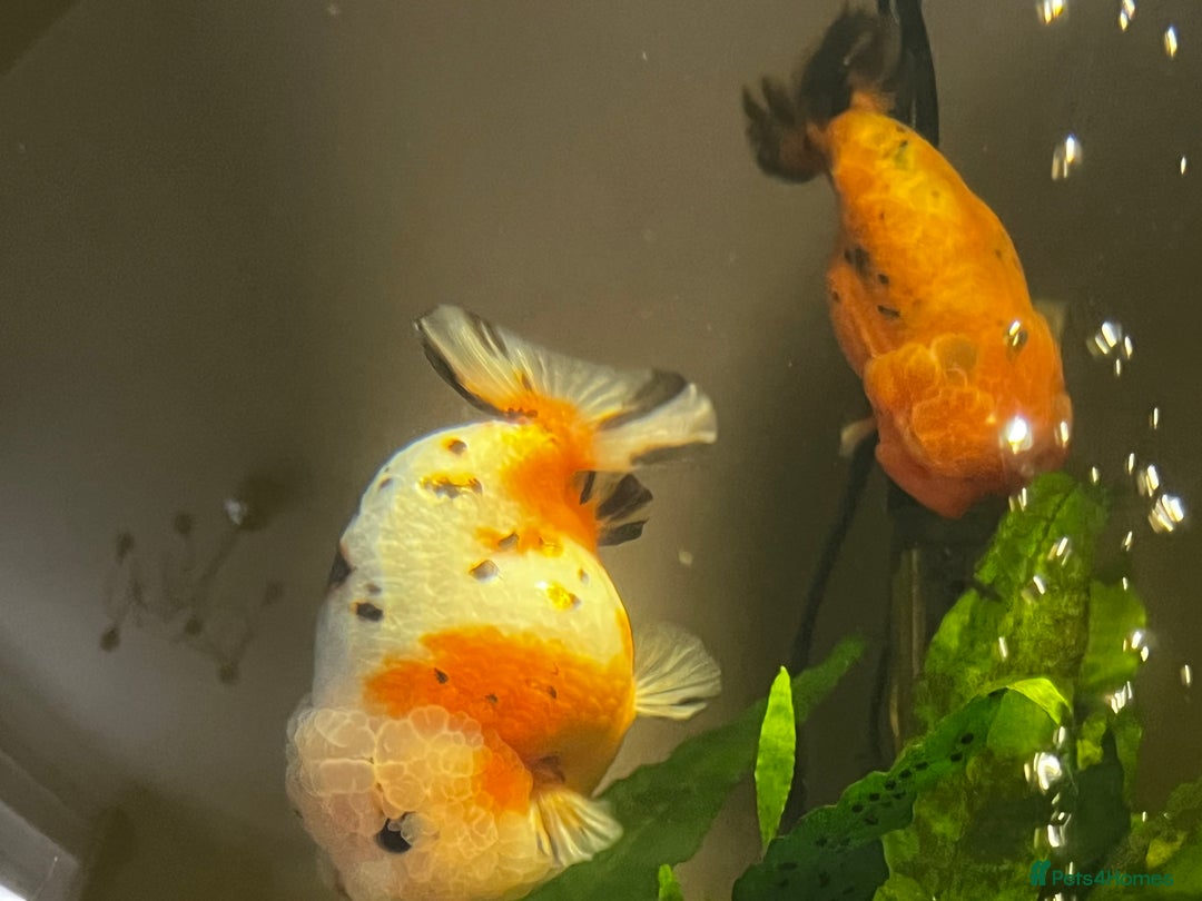 Fancy Goldfish fish for sale: Two lovely little male Ranchu fancy goldfish - Advert 10
