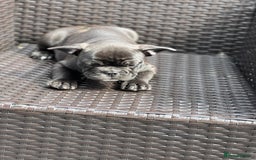 French Bulldog dogs for sale: 4 cute puppies looking for new loving homes - Image 13