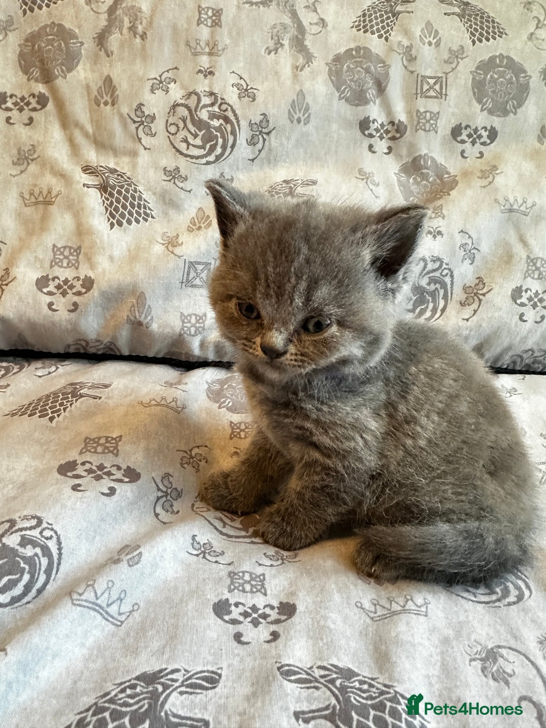 British Shorthair cats for sale: British blue short hair x Scottish fold ears - Image 9